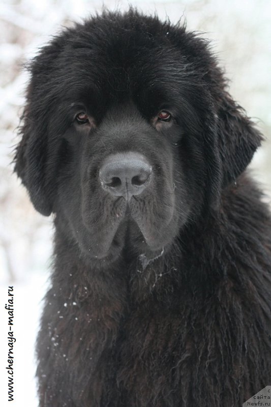 Фото: ньюфаундленд Chernaya Mafia Back To The Future (Черная Мафия Баск То Тхе Футуре)