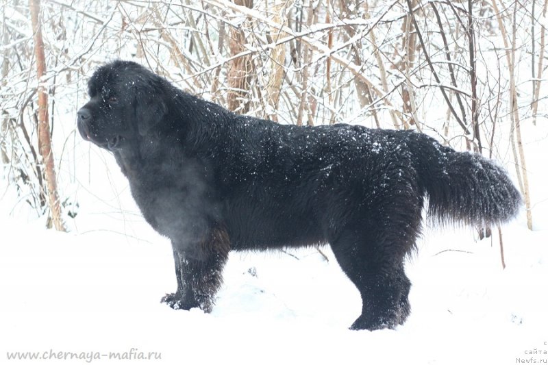 Фото: ньюфаундленд Chernaya Mafia Because I Am Worth It (Черная Мафия Бекаусе И Ам Вортх Ит)