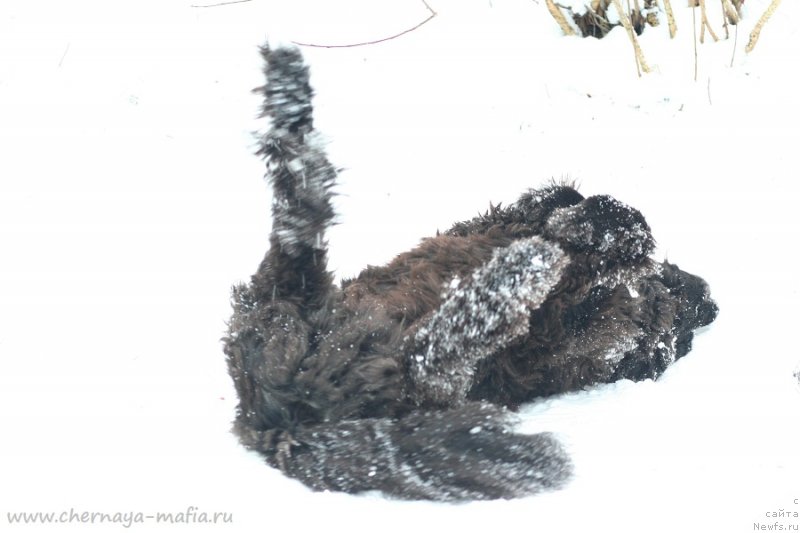 Фото: ньюфаундленд Usatyiy Nyan' Timosha (Усатый Нянь Тимоша)