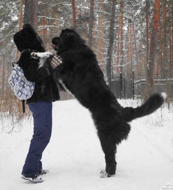 Фото: ньюфаундленд Fabian de Lange Super Mishka