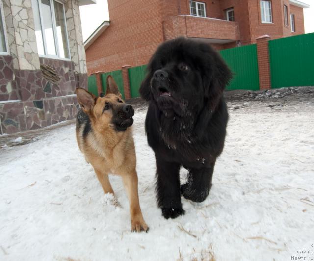 Фото: ньюфаундленд Super Premium Vashington (Супер Премиум Вашингтон), и Эрна