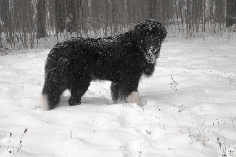 Фото: ньюфаундленд Fabian de Lange Super Mishka