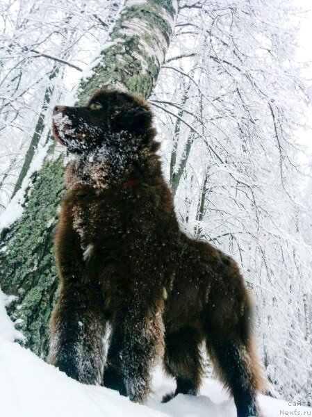 Фото: ньюфаундленд Brownblood MSK Drimi Ein (Браунблад МСК Дрими Эйн)