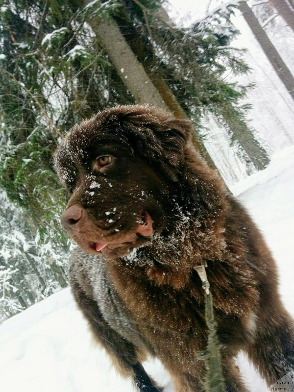 Фото: ньюфаундленд Brownblood MSK Drimi Ein (Браунблад МСК Дрими Эйн)