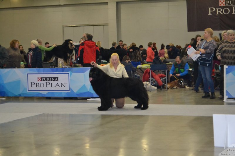 Фото: ньюфаундленд Baffi (Баффи)