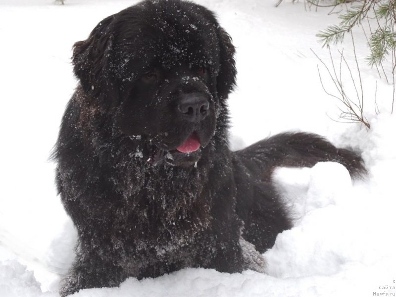 Фотография № 232727