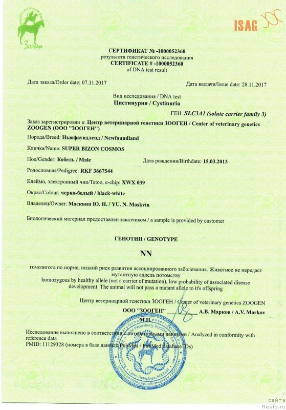 Фото: ньюфаундленд Super Bizon Cosmos (Супер Бизон Космос)