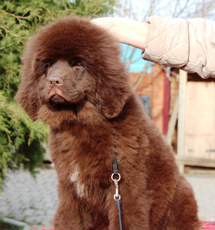 Фото: ньюфаундленд Jemchujina Kubani Krasnodarskaya Knyajna (Жемчужина Кубани Краснодарская Княжна)