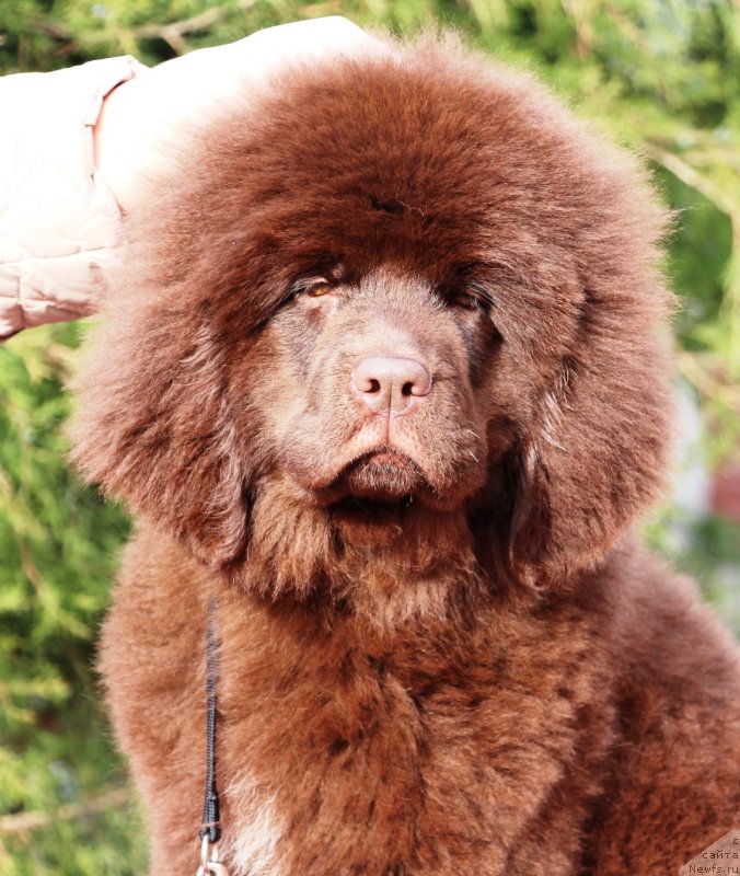 Фото: ньюфаундленд Jemchujina Kubani Krasnodarskaya Knyajna (Жемчужина Кубани Краснодарская Княжна)