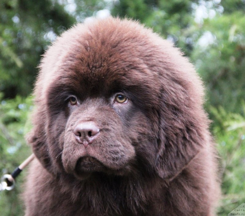 Фото: ньюфаундленд Jemchujina Kubani Knyaz' Krasnodara (Жемчужина Кубани Князь Краснодара)