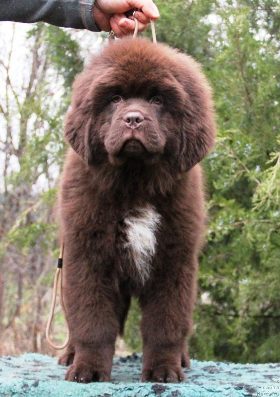 Фото: ньюфаундленд Jemchujina Kubani Knyaz' Krasnodara (Жемчужина Кубани Князь Краснодара)