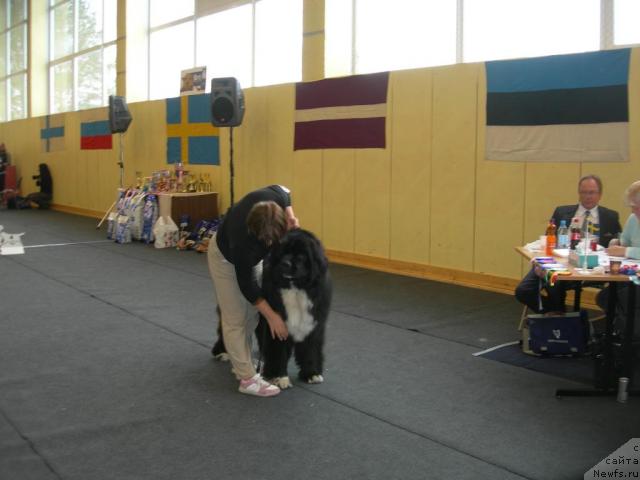 Фото: ньюфаундленд Piternyuf Zhguchiy Potseluy (Питерньюф Жгучий Поцелуй)