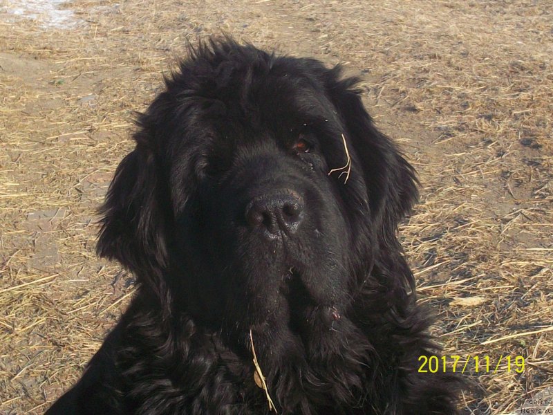 Фото: ньюфаундленд Super Premium Nemessis (Супер Премиум Немессис)