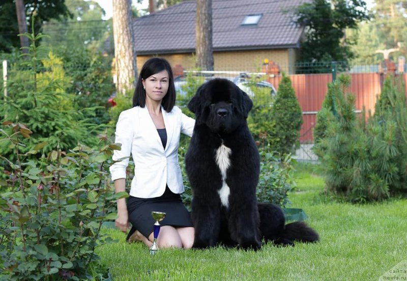 Фото: ньюфаундленд Corporevaill Dom Perignon