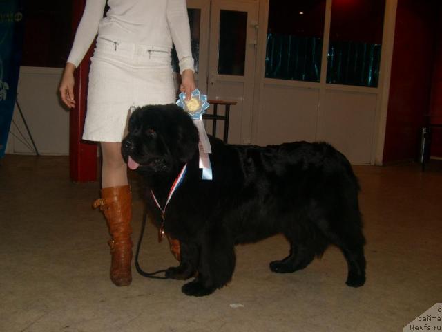 Фото: ньюфаундленд Ottava (Оттава)