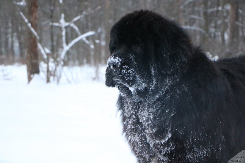 Фото: ньюфаундленд Corporevaill Dom Perignon