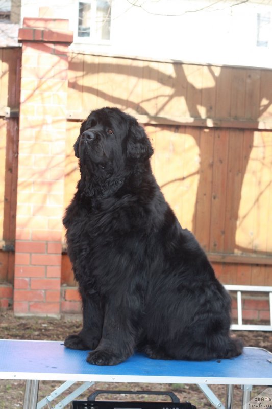 Фото: ньюфаундленд Severtan His Majesty (Севертан Хиз Мажести)