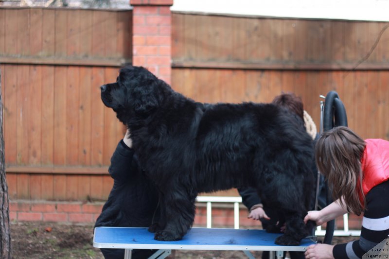 Фото: ньюфаундленд Severtan His Majesty (Севертан Хиз Мажести)