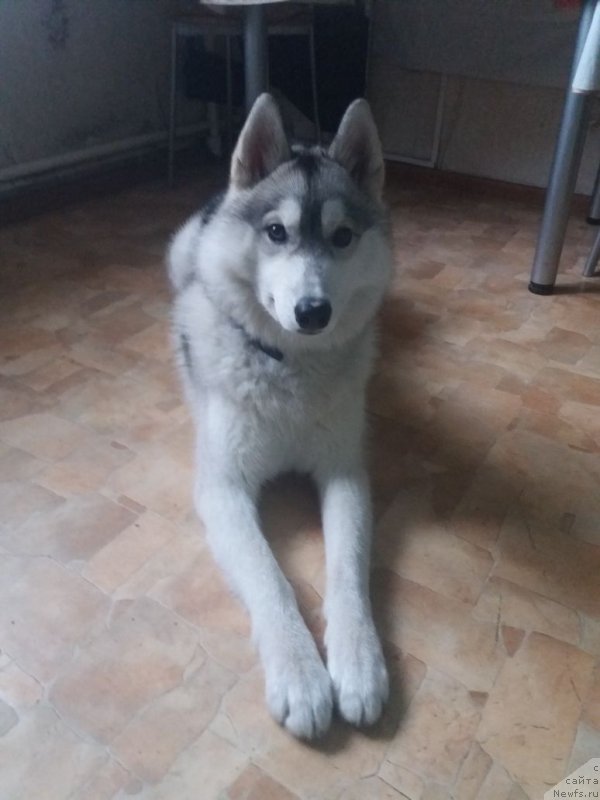 Фотография № 232757