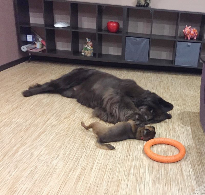 Фото: ньюфаундленд Sverkayuzhaya Gora Mashame (Сверкающая Гора Машаме)