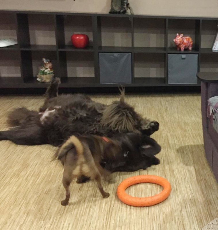 Фото: ньюфаундленд Sverkayuzhaya Gora Mashame (Сверкающая Гора Машаме)