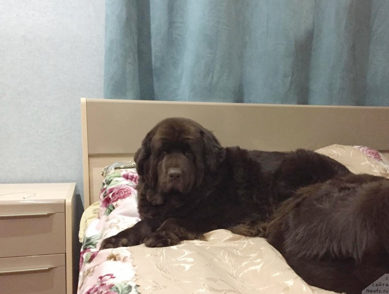 Фотография № 232762