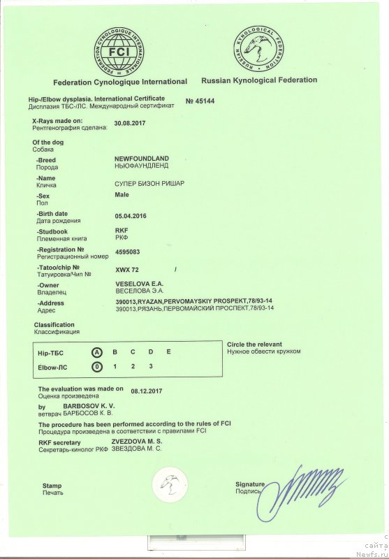 Фото: ньюфаундленд Super Bizon Rishar (Супер Бизон Ришар)