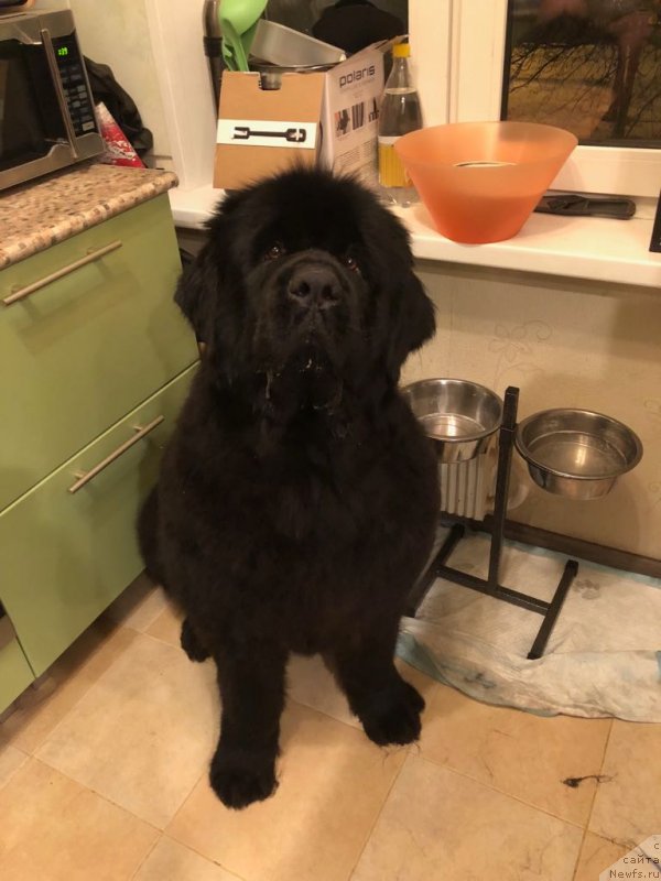 Фотография № 232767