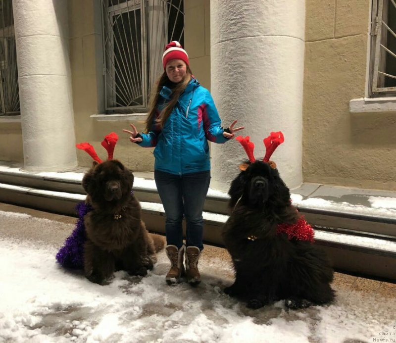 Фото: ньюфаундленд Njufort Amanda Blum (Ньюфорт Аманда Блум), ньюфаундленд Chernyi Sharm Angel'skaya Krasota (Черный Шарм Ангельская Красота), Tat'yana Rozanova (Татьяна Розанова)