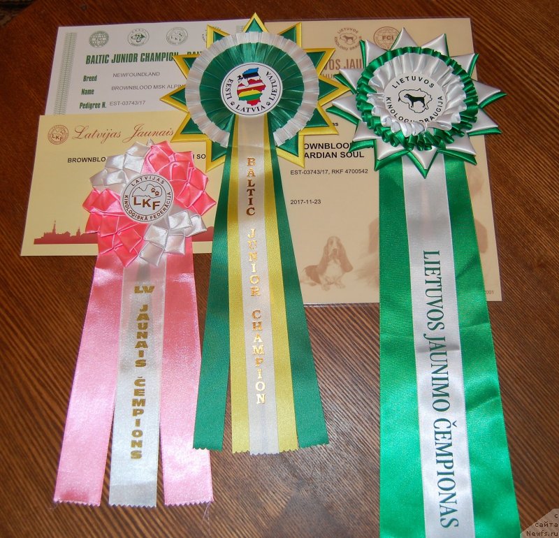 Фото: ньюфаундленд Brownblood MSK Alpina Guardian Soul (Браунблад МСК Альпина Гуардиан Соул)