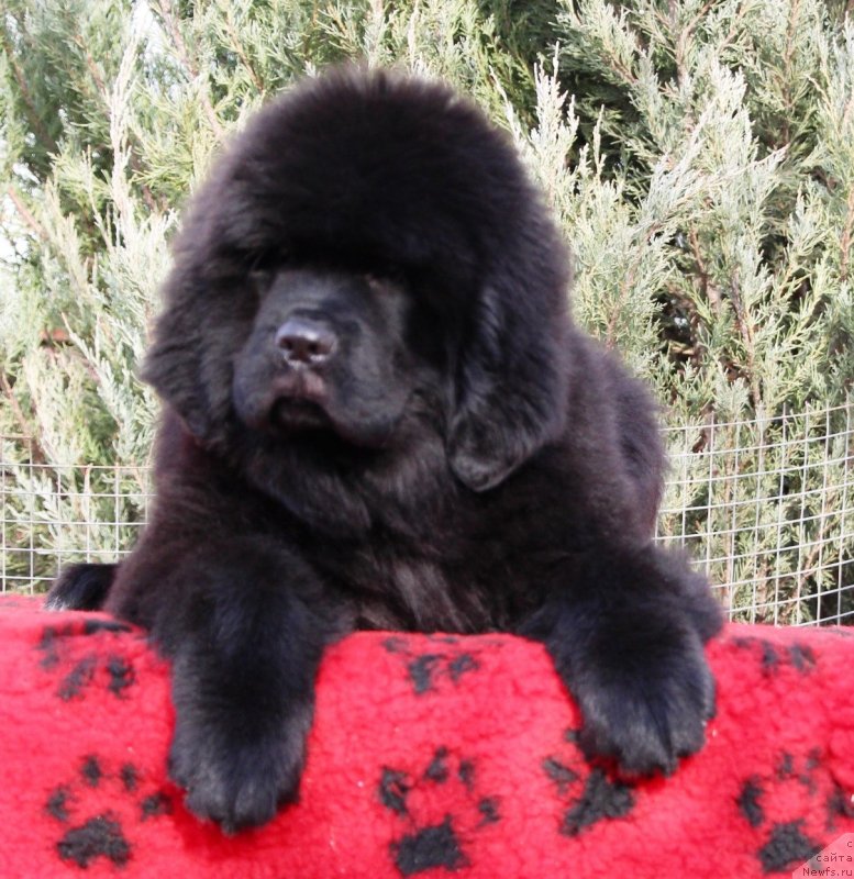 Фото: ньюфаундленд Jemchujina Kubani Koroleva Kubani (Жемчужина Кубани Королева Кубани)