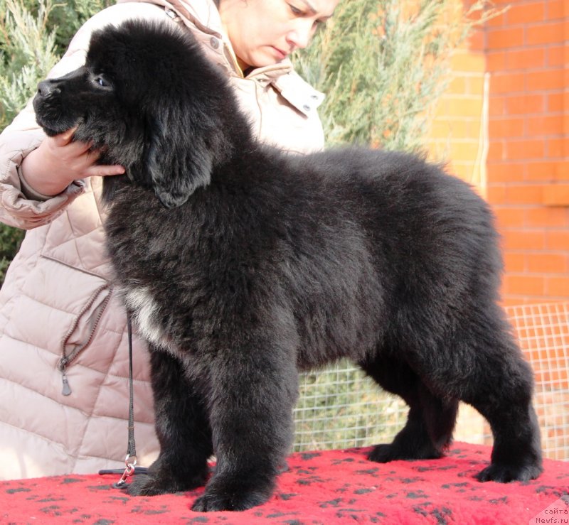 Фото: ньюфаундленд Jemchujina Kubani Koroleva Kubani (Жемчужина Кубани Королева Кубани)