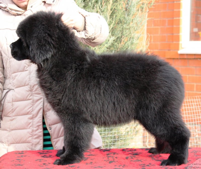 Фото: ньюфаундленд Jemchujina Kubani Koroleva Kubani (Жемчужина Кубани Королева Кубани)