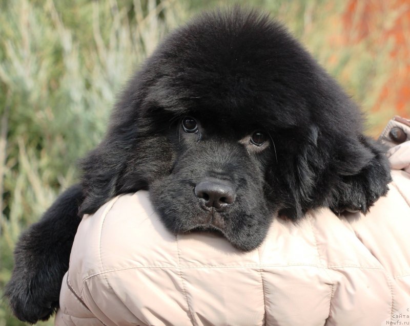 Фото: ньюфаундленд Jemchujina Kubani Koroleva Kubani (Жемчужина Кубани Королева Кубани)