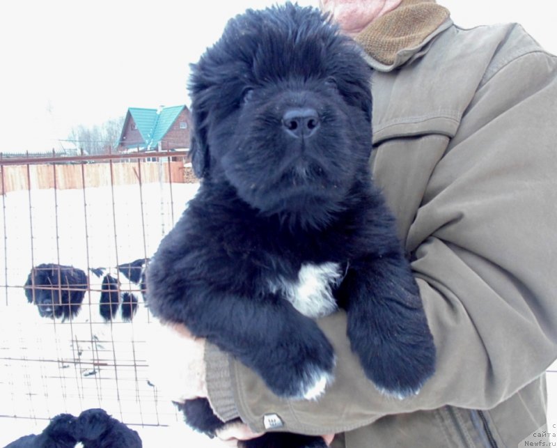 Фото: ньюфаундленд Mag Ispolin Morskaya Jemchujina (Маг Исполин Морская Жемчужина)