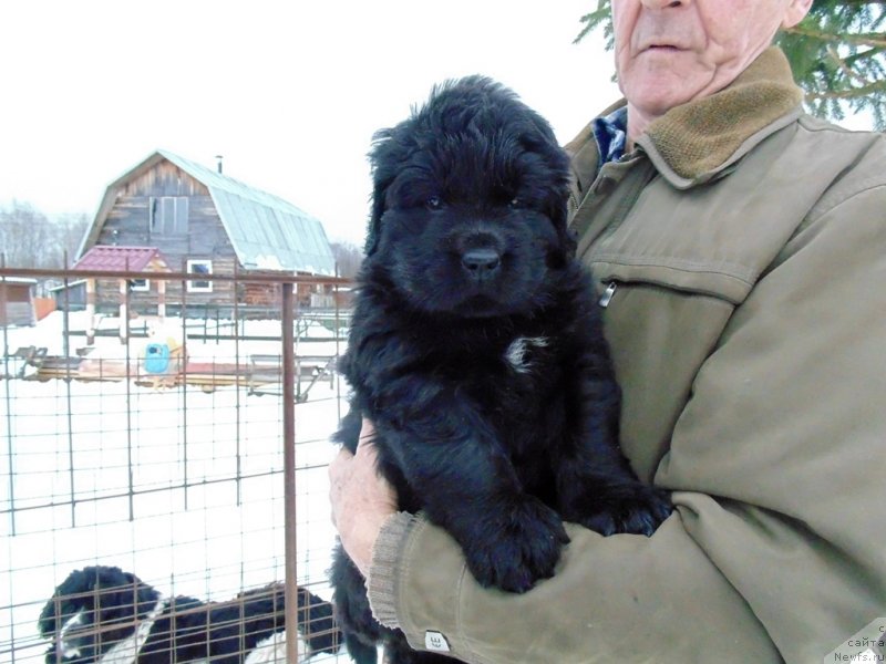 Фото: ньюфаундленд Mag Ispolin Morskaya Jemchujina (Маг Исполин Морская Жемчужина)