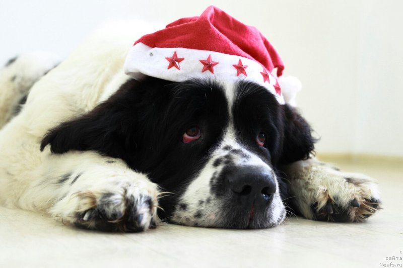 Фото: ньюфаундленд Nica Dlja Kara Ayular iz Tihogo Omuta (Ница для Кара Аюлар из Тихого Омута)