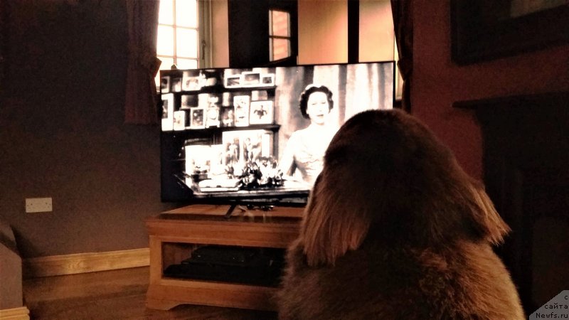 Фото: ньюфаундленд Nobl King May Lord Simba (Нобл Кинг Май Лорд Симба)