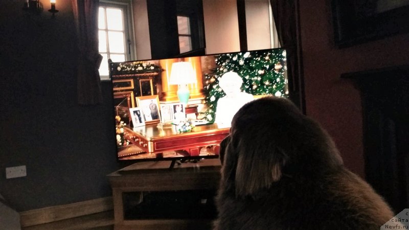 Фотография № 232789