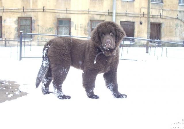 Фото: ньюфаундленд Krasota CHistogo Zolota (Красота Чистого Золота)
