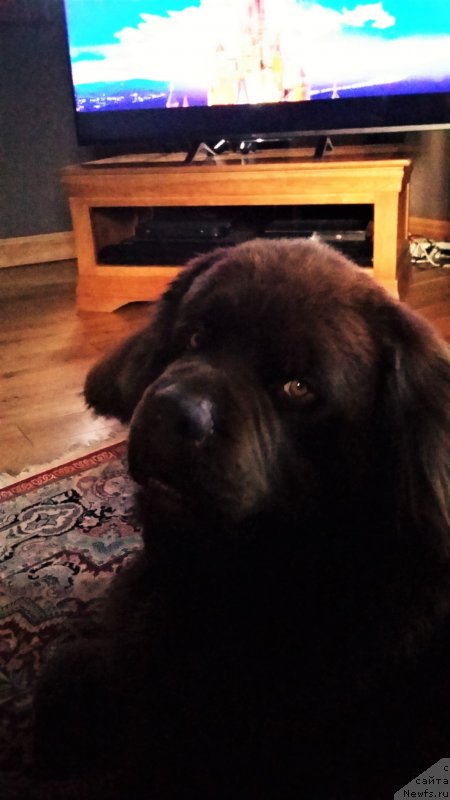 Фото: ньюфаундленд Nobl King May Lord Simba (Нобл Кинг Май Лорд Симба)