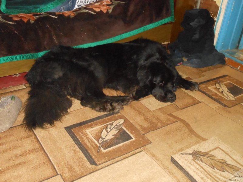 Фотография № 232792