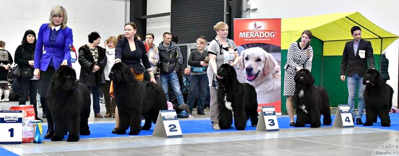Фото: ньюфаундленд Smigar Agday Virtus (Смигар Агдай Виртус), Марина Черепанова, ньюфаундленд Aquatoriya Kelvin Zheneral (Акватория Келвин Женераль), Tat'yana Abutova (Татьяна Абутова), ньюфаундленд Beguschaya po Volnam Сhart Topper (Бегущая по Волнам Чарт Топпер), Ольга Рябинкина, ньюфаундленд Aquatoriya Kelvin Schedrivchik (Акватория Келвин Щедривчик), ньюфаундленд Jonathan Poursmigar iz Volotova, Aleksandr Korotkov (Александр Коротков)