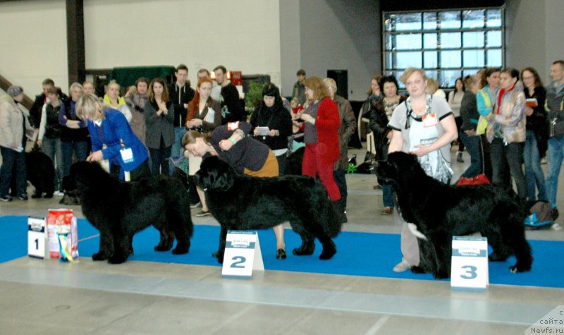 Фото: ньюфаундленд Smigar Agday Virtus (Смигар Агдай Виртус), Марина Черепанова, ньюфаундленд Aquatoriya Kelvin Zheneral (Акватория Келвин Женераль), Tat'yana Abutova (Татьяна Абутова), ньюфаундленд Beguschaya po Volnam Сhart Topper (Бегущая по Волнам Чарт Топпер)