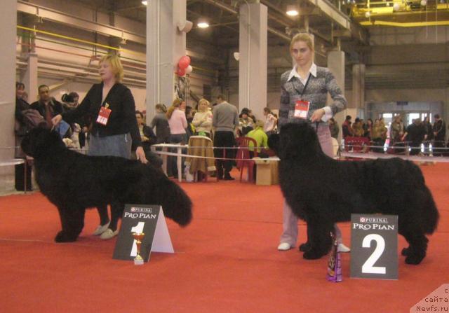 Фото: ньюфаундленд Rudol'f Grant Person Angliyskiy Lord (Рудольф Грант Персон Английский Лорд), ньюфаундленд King of Helluland Viking