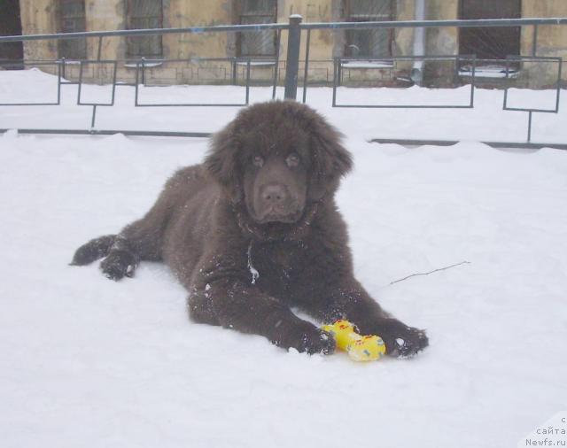 Фото: ньюфаундленд Krasota CHistogo Zolota (Красота Чистого Золота)