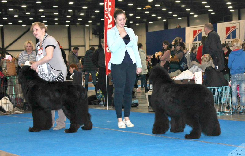Фото: ньюфаундленд Beguschaya po Volnam Сhart Topper (Бегущая по Волнам Чарт Топпер), ньюфаундленд Smigar Tango in the Night (Смигар Танго ин зе Найт), Ekaterina Zayceva (Екатерина Зайцева)