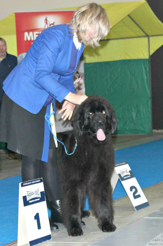 Фото: ньюфаундленд Super Premium Excellent Excess (Супер Премиум Экселенс Эксесс), Марина Черепанова