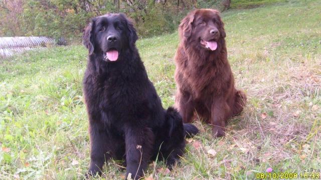 Фото: ньюфаундленд Taori Ross (Таори Росс), ньюфаундленд K-Ledy Tiamo (К-Леди Тиамо)