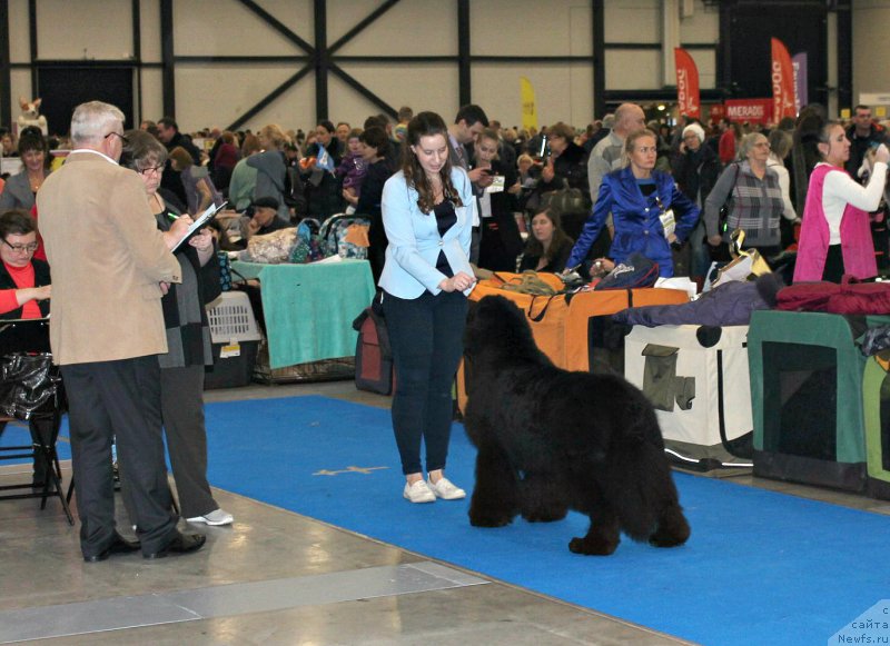Фото: ньюфаундленд Smigar Tango in the Night (Смигар Танго ин зе Найт), Ekaterina Zayceva (Екатерина Зайцева)